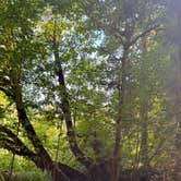 Review photo of Mill Creek Campground — Del Norte Coast Redwoods State Park by Joleen O., August 14, 2026