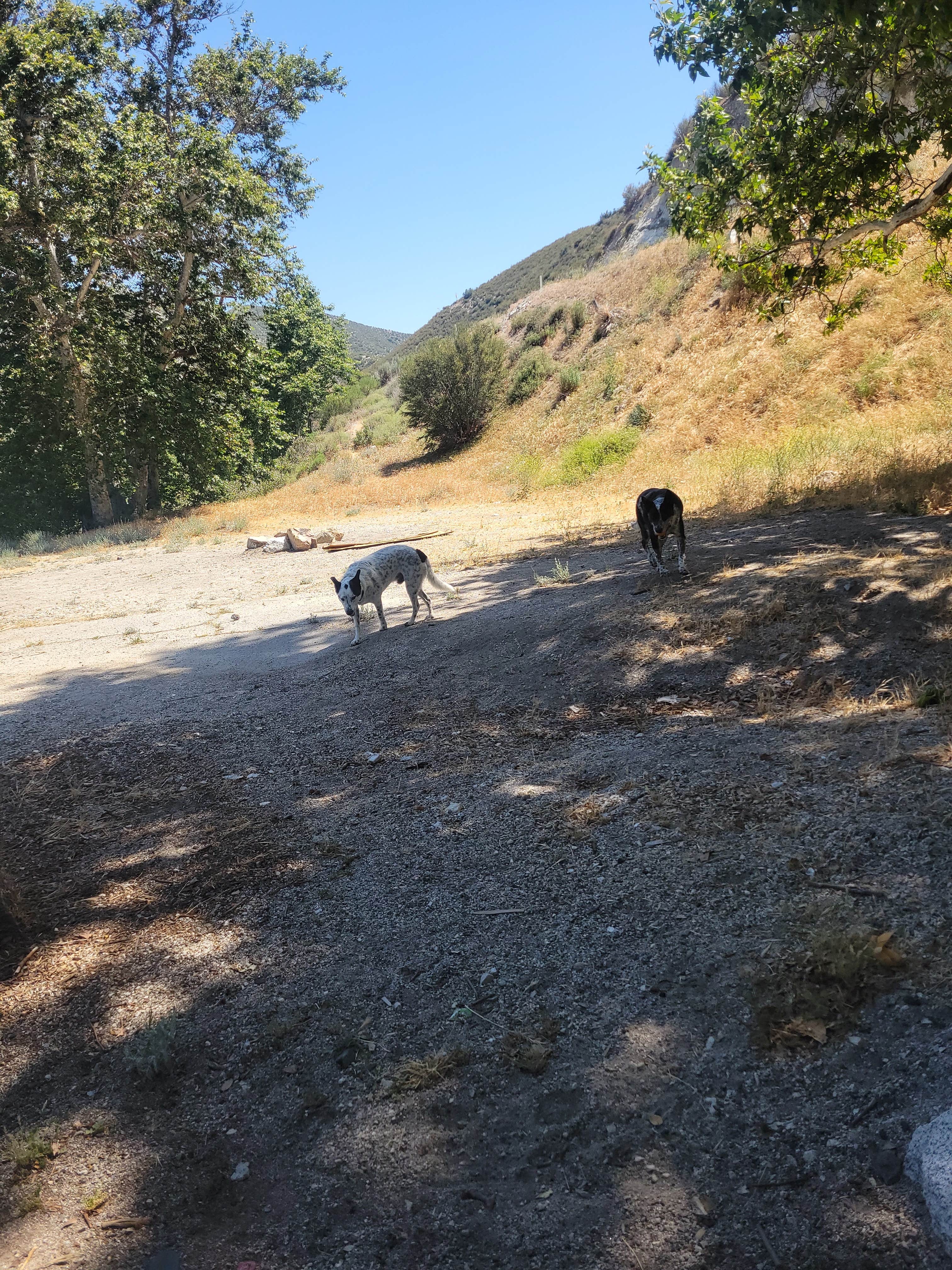 goose10091203's photo of camping with pets at Monte Cristo Campground near Acton, CA