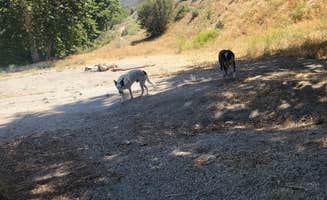 goose10091203's photo of camping with pets at Monte Cristo Campground near San Gabriel, CA