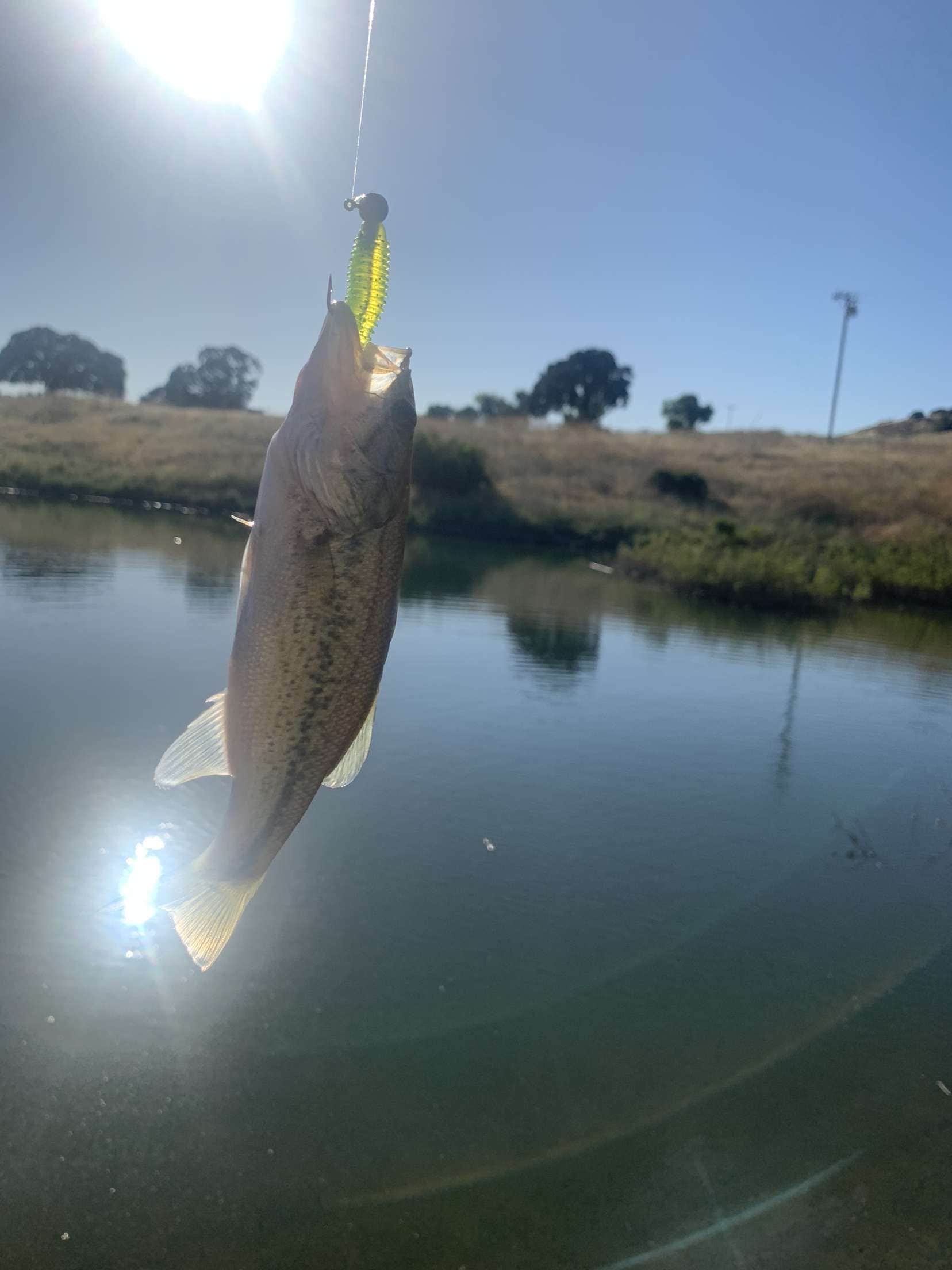 Camper-submitted photo at Lake San Antonio - North Shore near Fort Hunter Liggett, CA