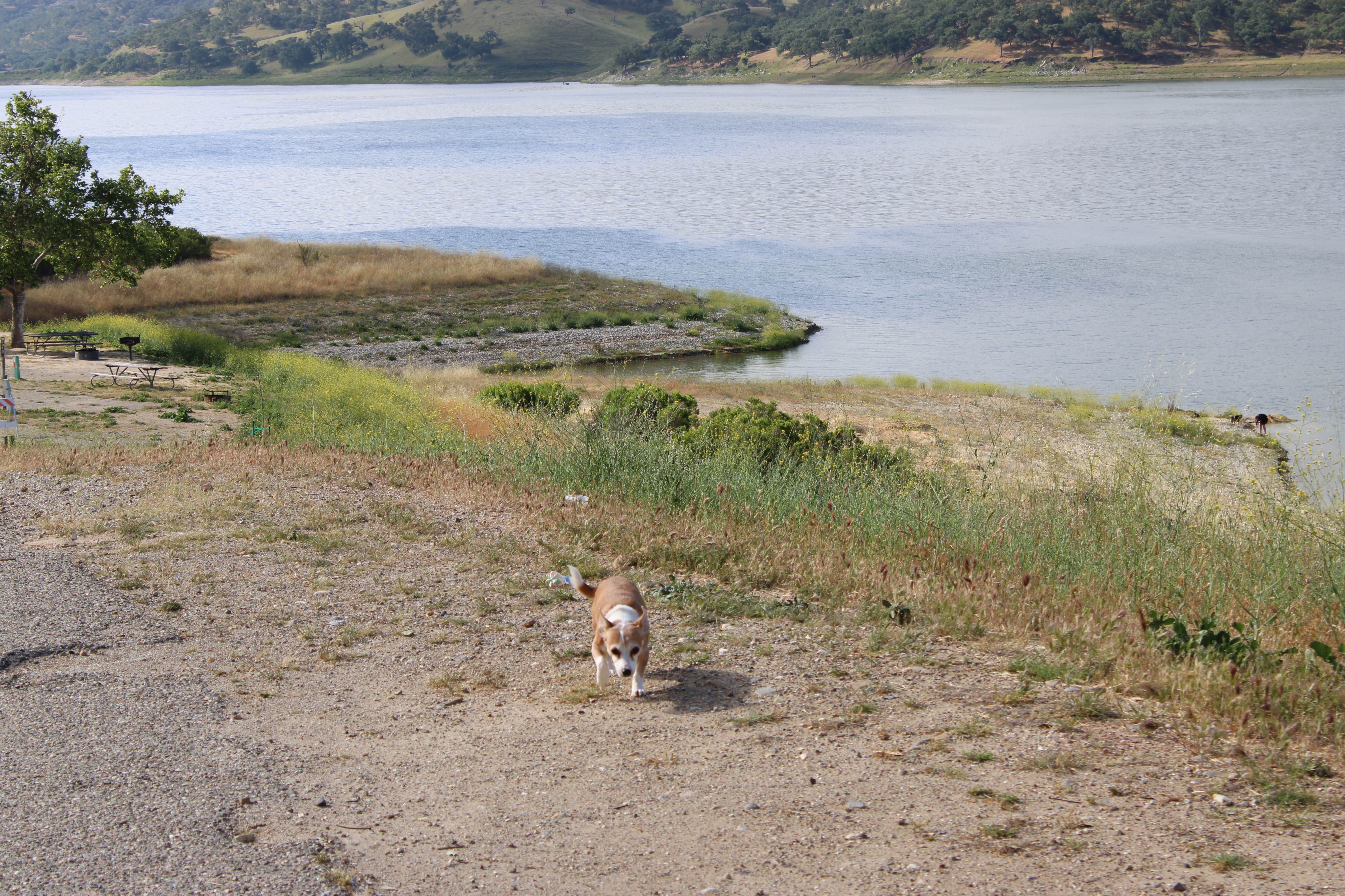 Natalie O.'s photo of camping with pets at Lake San Antonio - North Shore near San Miguel, CA