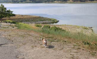 Natalie O.'s photo of camping with pets at Lake San Antonio - North Shore near Fort Hunter Liggett, CA