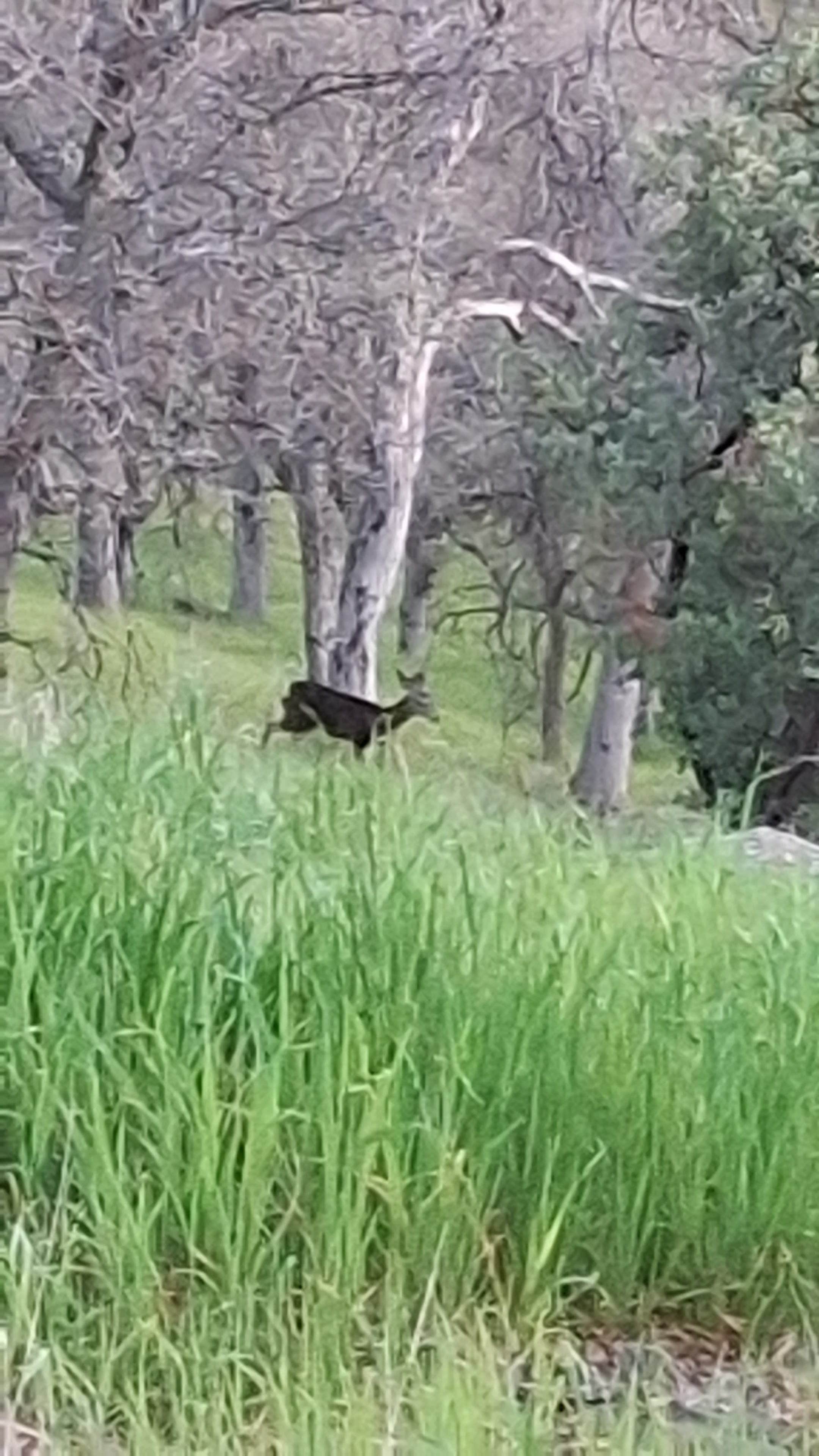 Leo G.'s photo of camping with pets at Oak Flat Campground near Fillmore, CA
