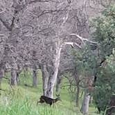 Review photo of Oak Flat Campground by Leo G., February 6, 2026