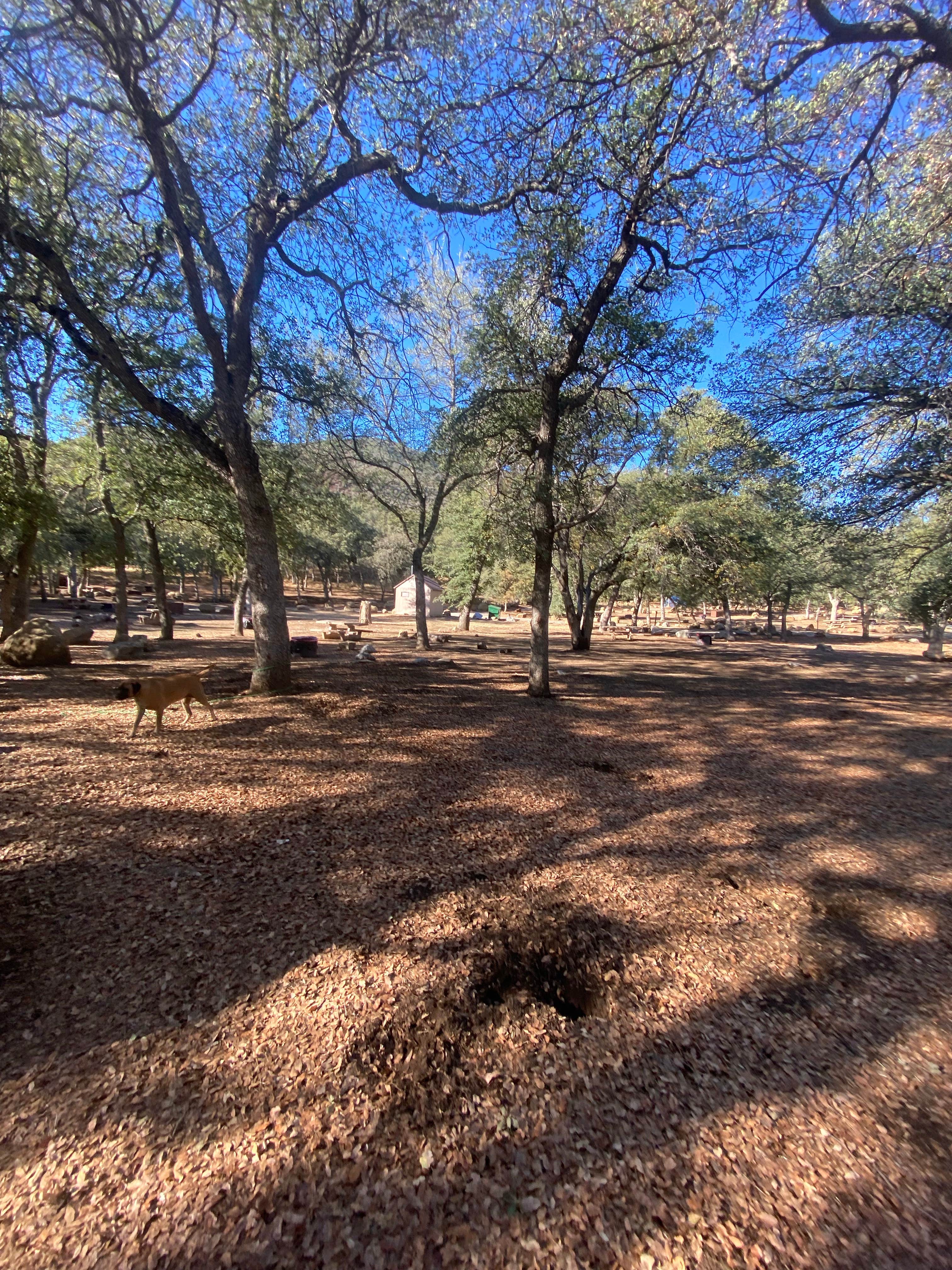Imerie T.'s photo of camping with pets at Oak Flat Campground near Frazier Park, CA