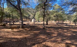 Imerie T.'s photo of camping with pets at Oak Flat Campground near Lebec, CA