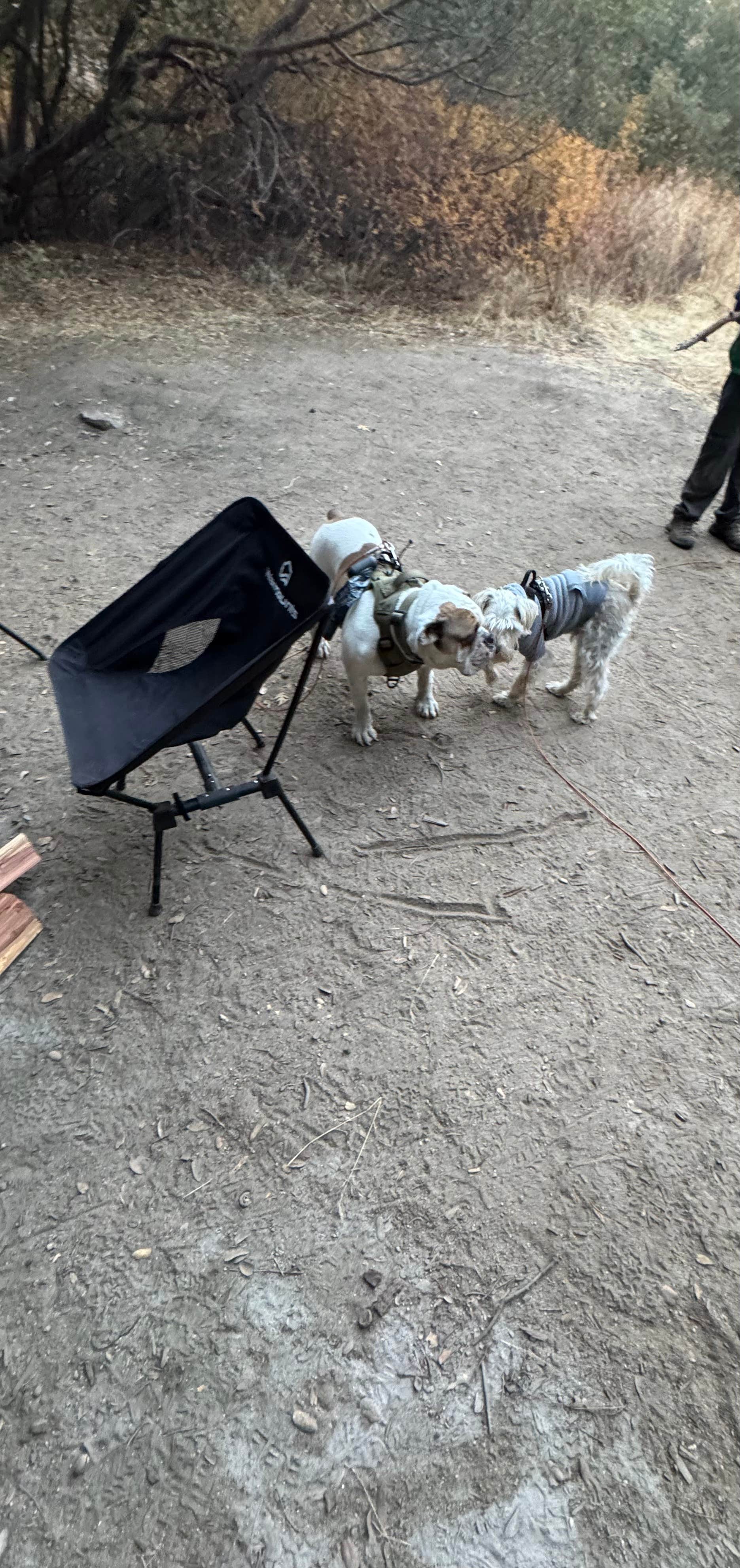 Sade H.'s photo of camping with pets at Observatory Campground near Temecula, CA