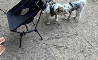 Sade H.'s photo of camping with pets at Observatory Campground near Cleveland National Forest