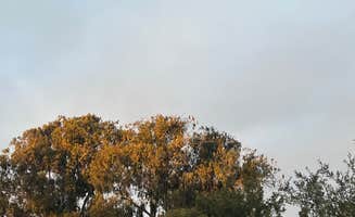 Christine W.'s photo at Oceano Campground — Pismo State Beach near Lompoc, CA