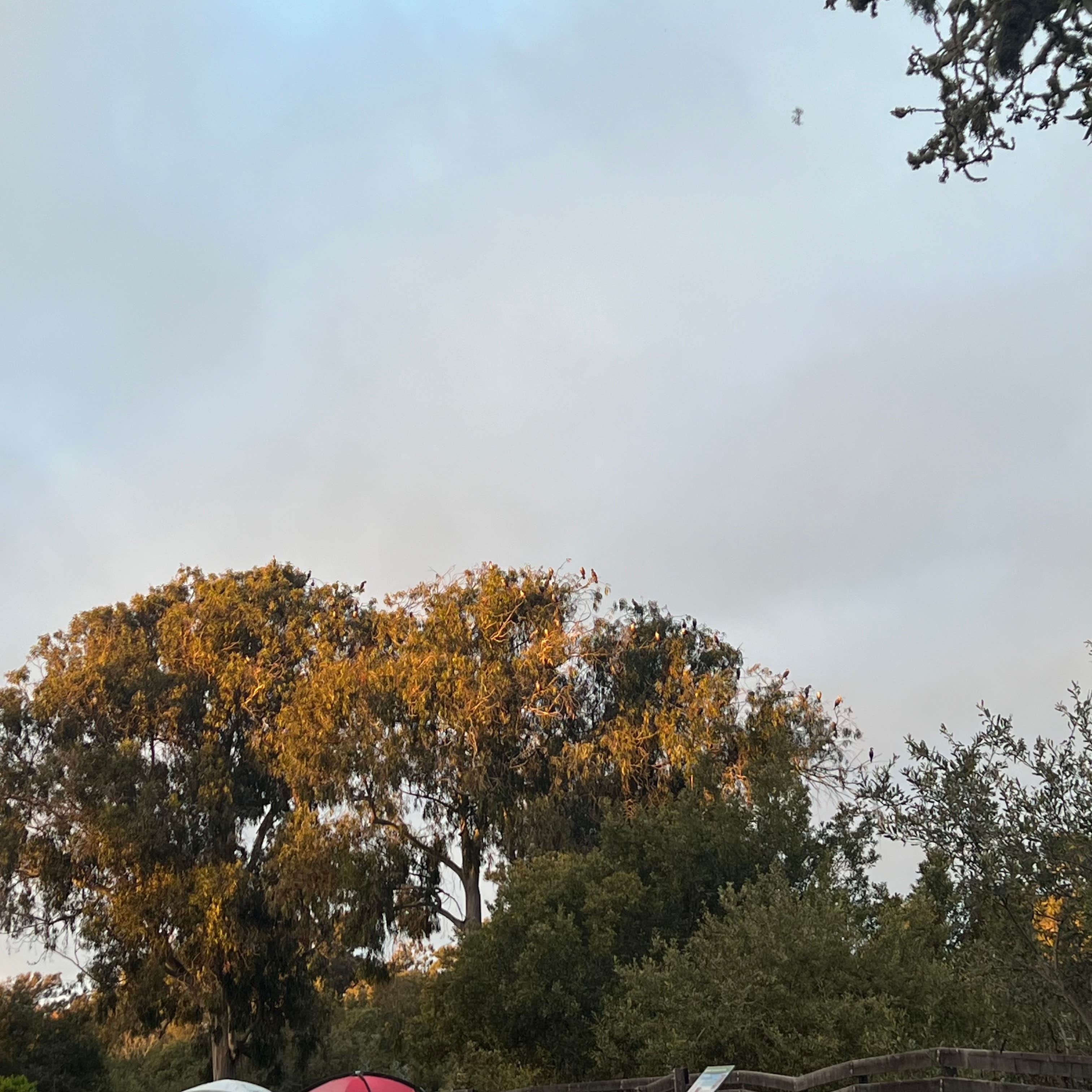 Christine W.'s photo at Oceano Campground — Pismo State Beach near Pismo Beach, CA