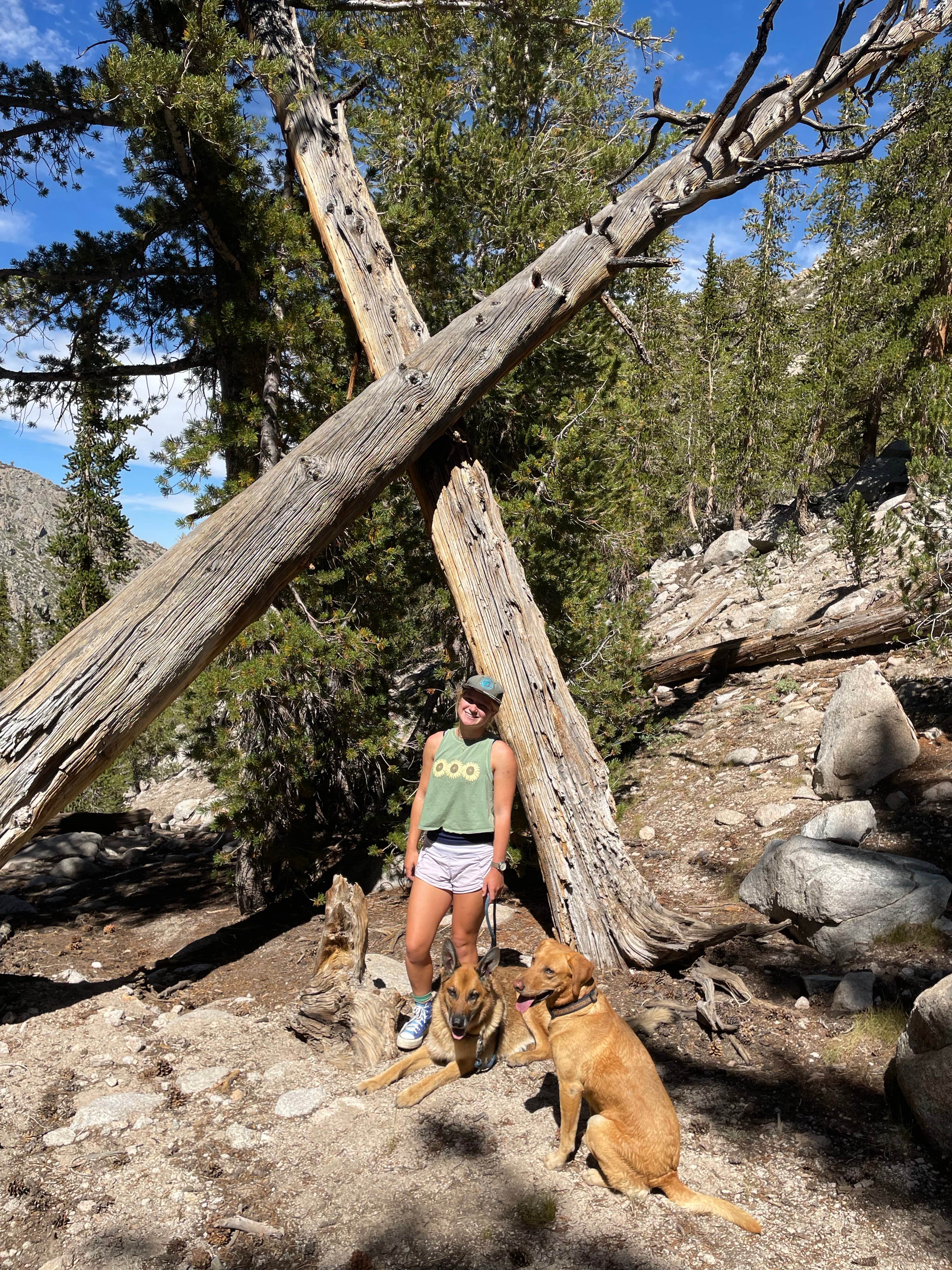 alice N.'s photo of camping with pets at Onion Valley near Keeler, CA