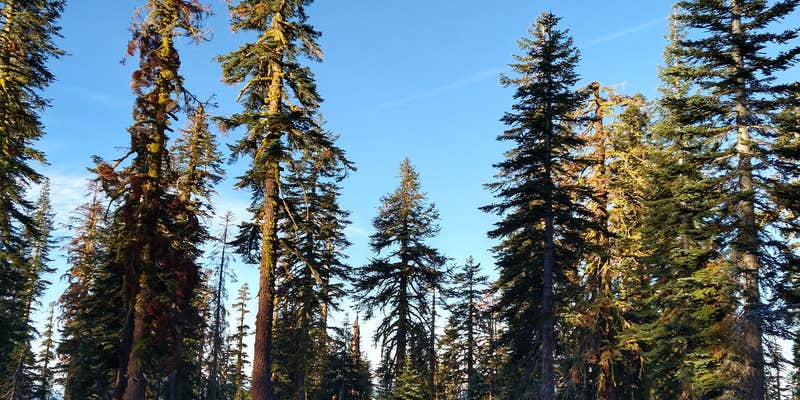 Camper submitted image from Panther Meadows Walk-In Campground