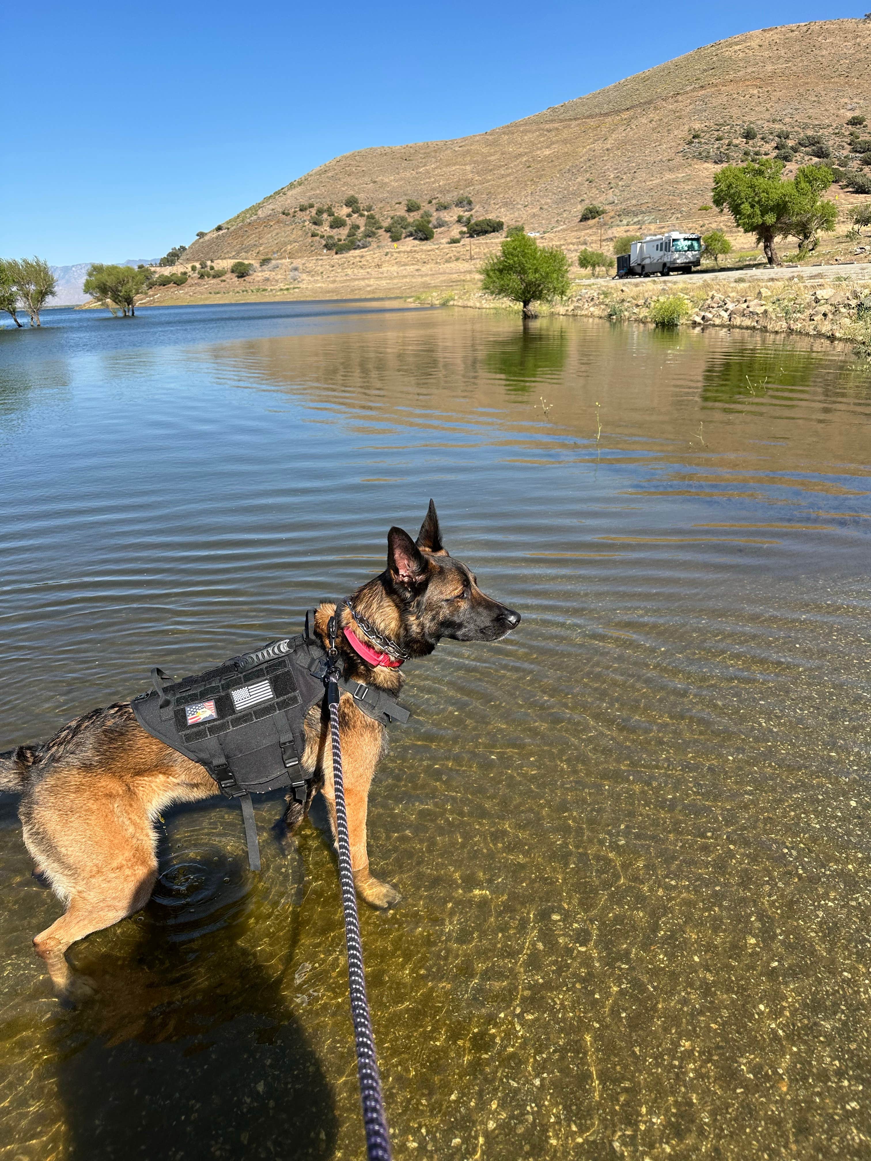 Mandi R.'s photo of camping with pets at Paradise Cove near Randsburg, CA
