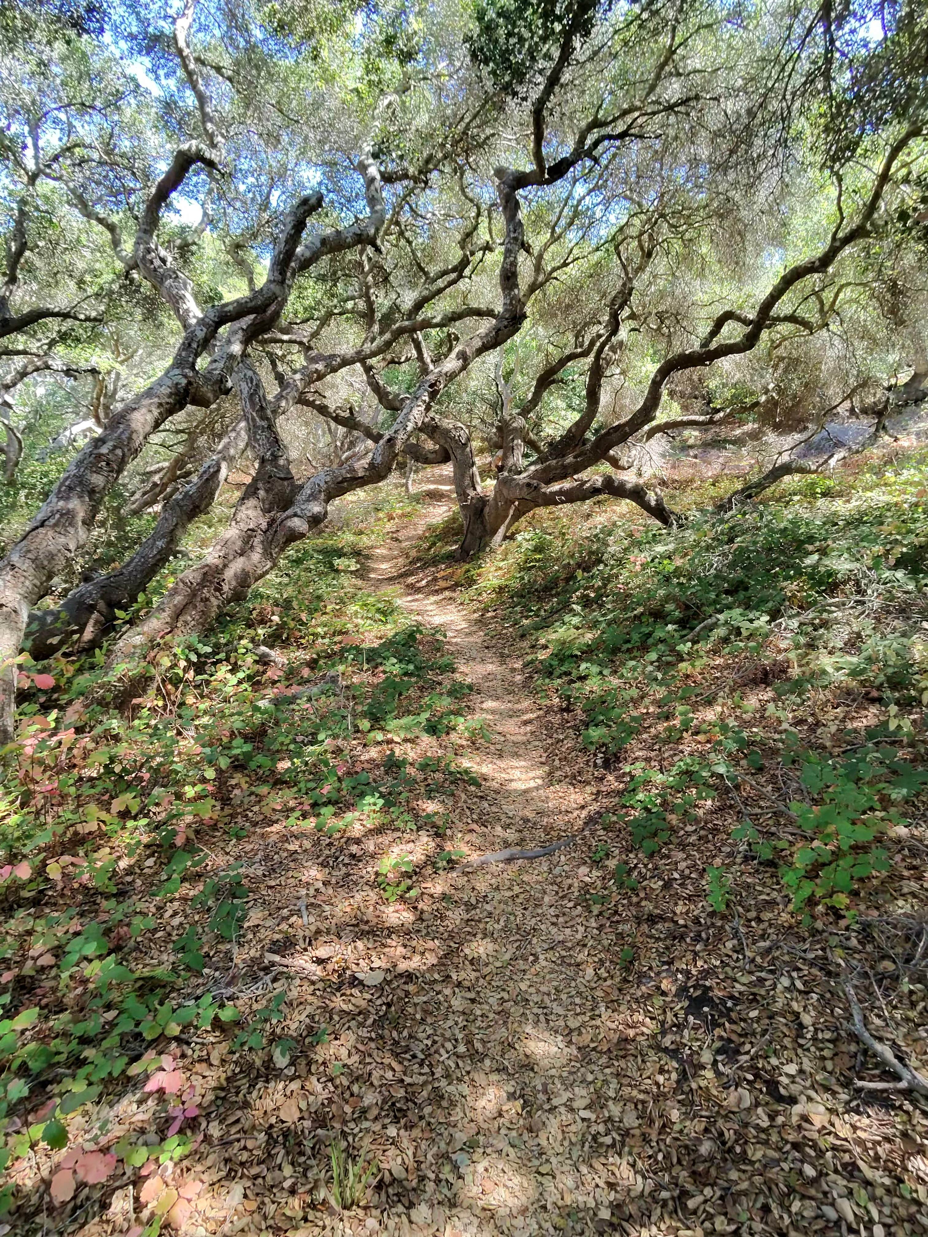 Camper submitted image from Military Park Vandenberg AFB Pine Canyon Campground - 2