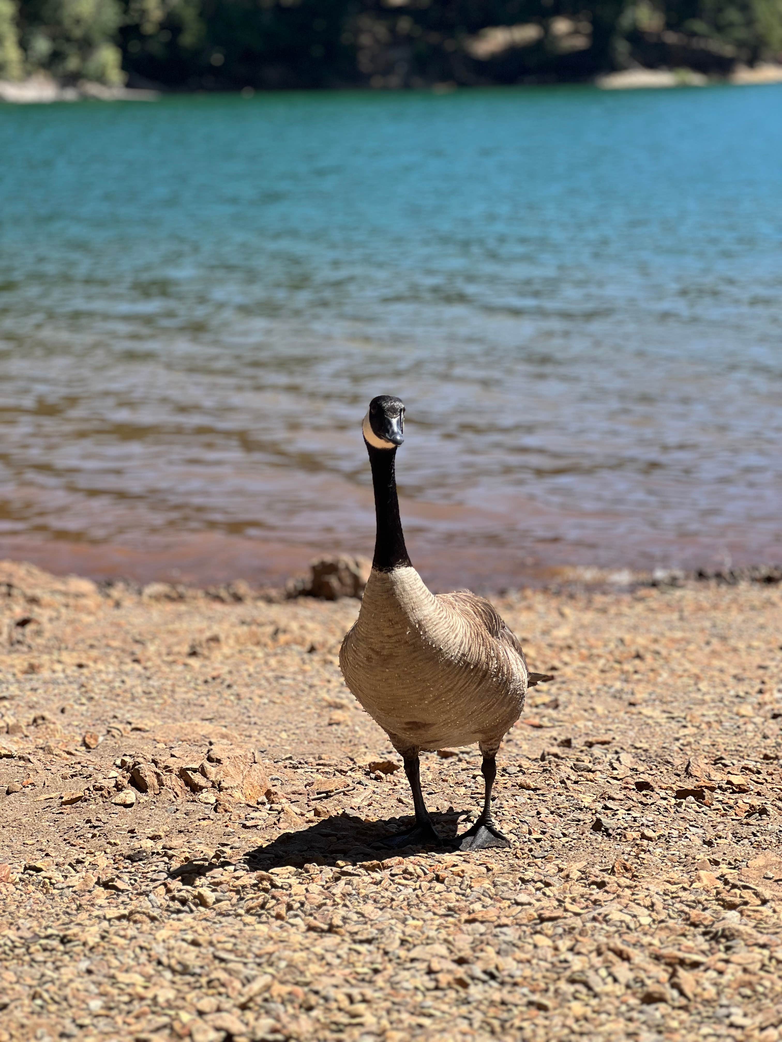 Camper submitted image from Pine Cone - Sly Park Recreation Area - 2