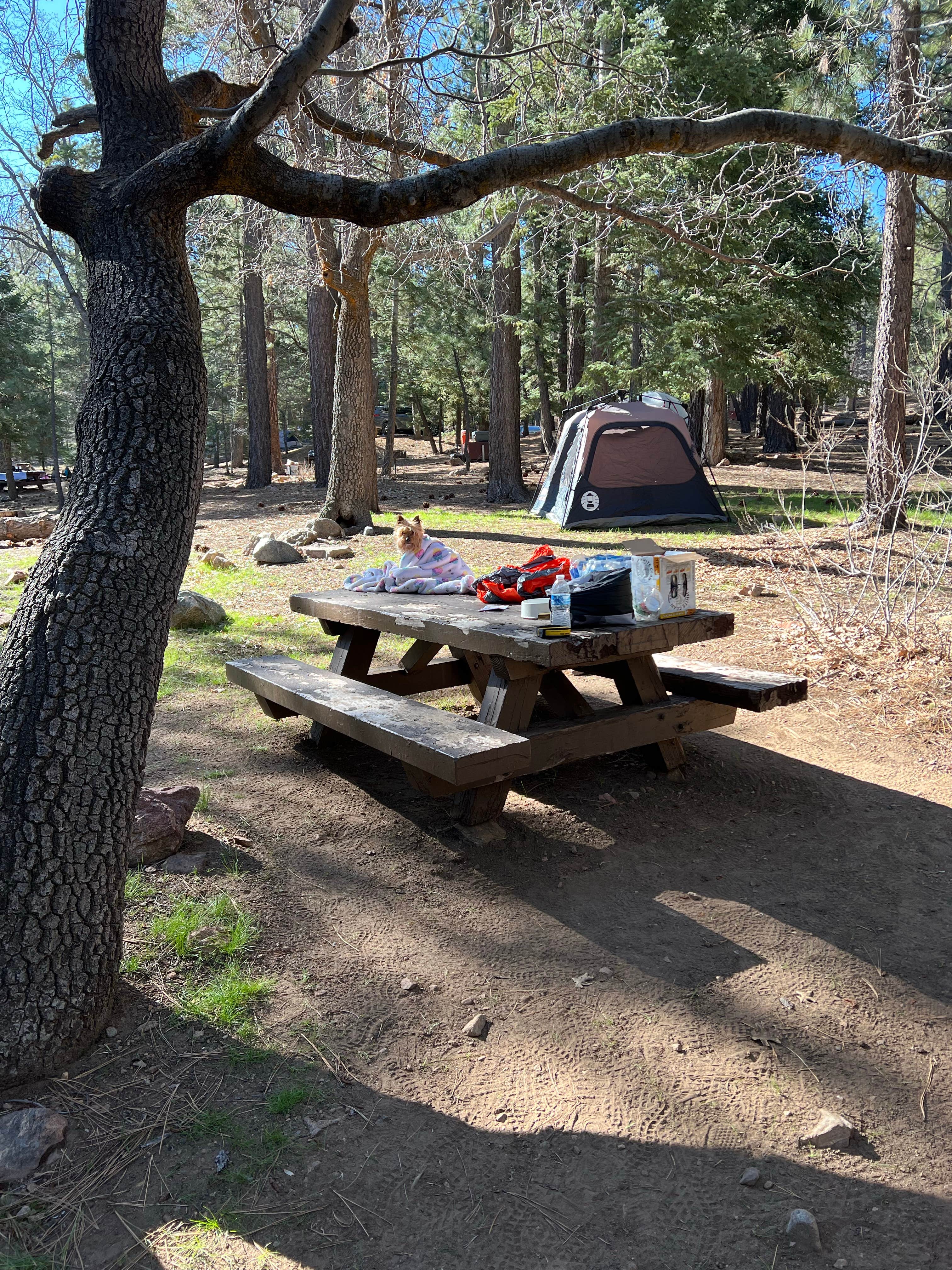 alain E.'s photo of camping with pets at Pineknot near Big Bear Lake, CA