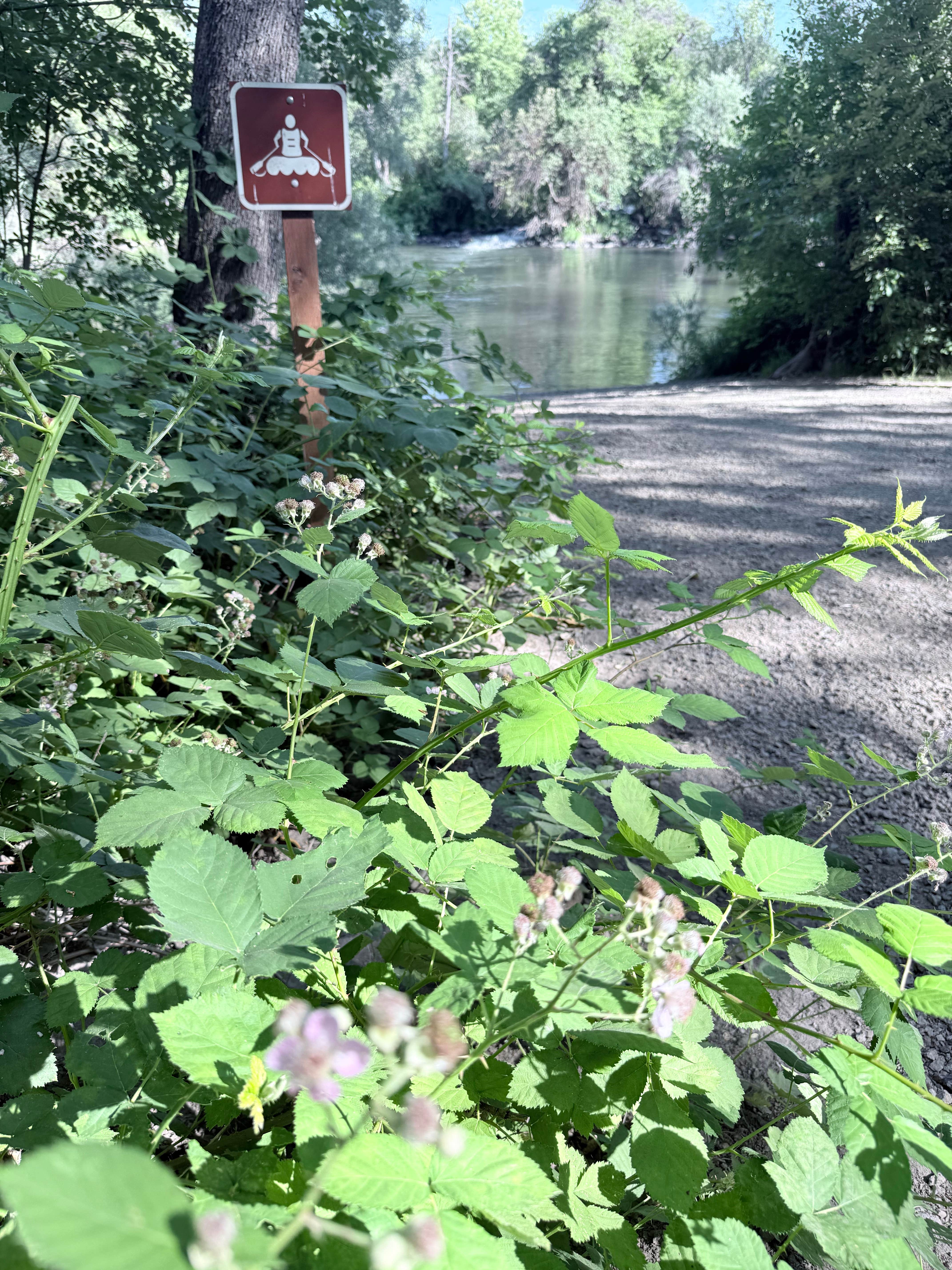 Camper submitted image from Pit River Campground - 4