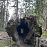 Review photo of Potwisha Campground — Sequoia National Park by Mary H., May 23, 2026