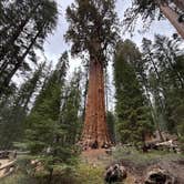Review photo of Potwisha Campground — Sequoia National Park by Mary H., May 23, 2026