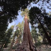 Review photo of Potwisha Campground — Sequoia National Park by Mary H., May 23, 2026