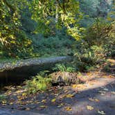 Review photo of Elk Prairie Campground — Prairie Creek Redwoods State Park by Tamara C., November 21, 2025