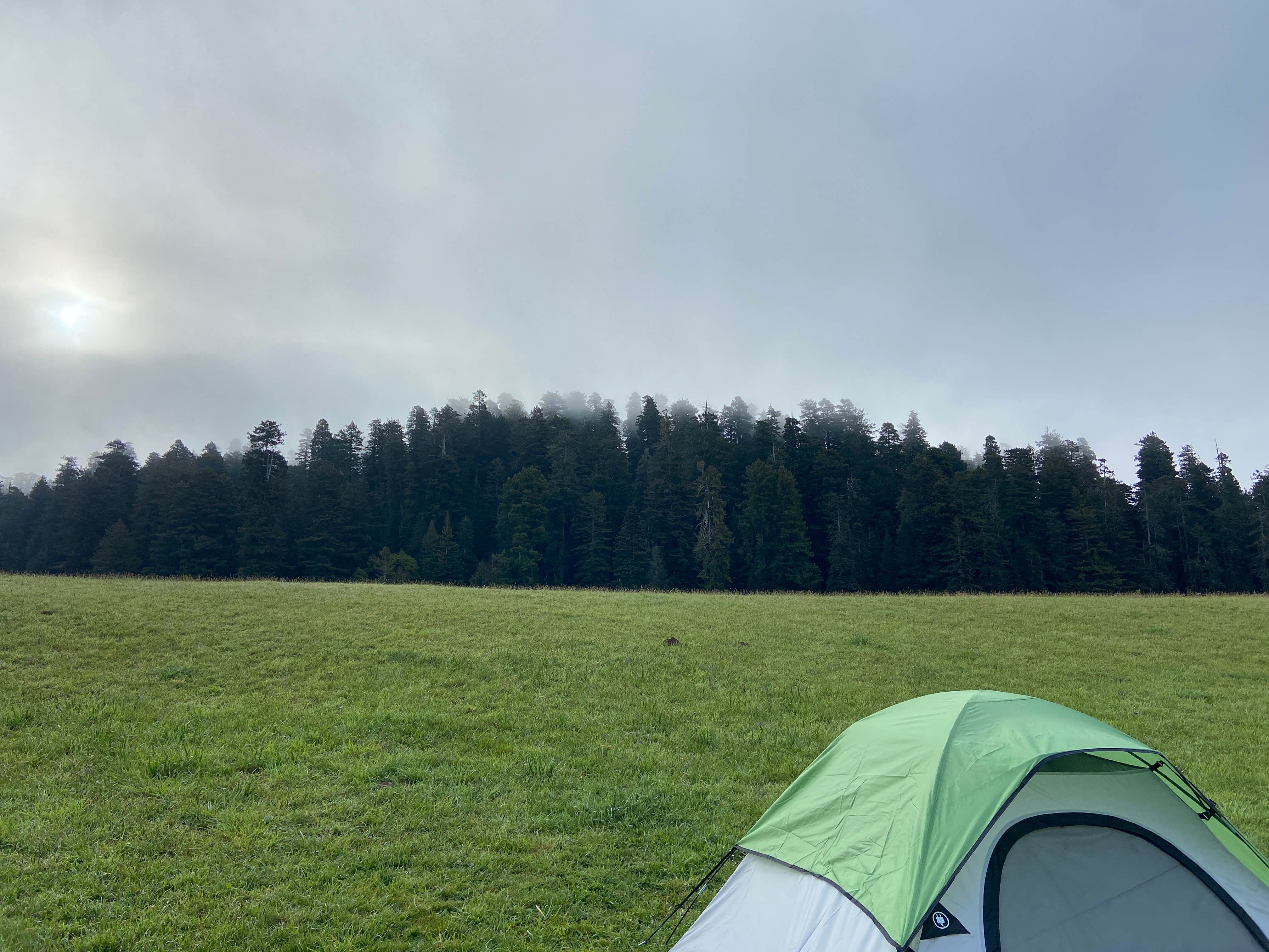 bailee's photo at Elk Prairie Campground — Prairie Creek Redwoods State Park near Klamath, CA