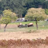 Review photo of Elk Prairie Campground — Prairie Creek Redwoods State Park by Tamara C., November 21, 2025