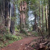 Review photo of Elk Prairie Campground — Prairie Creek Redwoods State Park by Tamara C., November 21, 2025