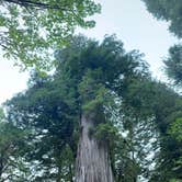 Review photo of Elk Prairie Campground — Prairie Creek Redwoods State Park by Daron C., August 17, 2026