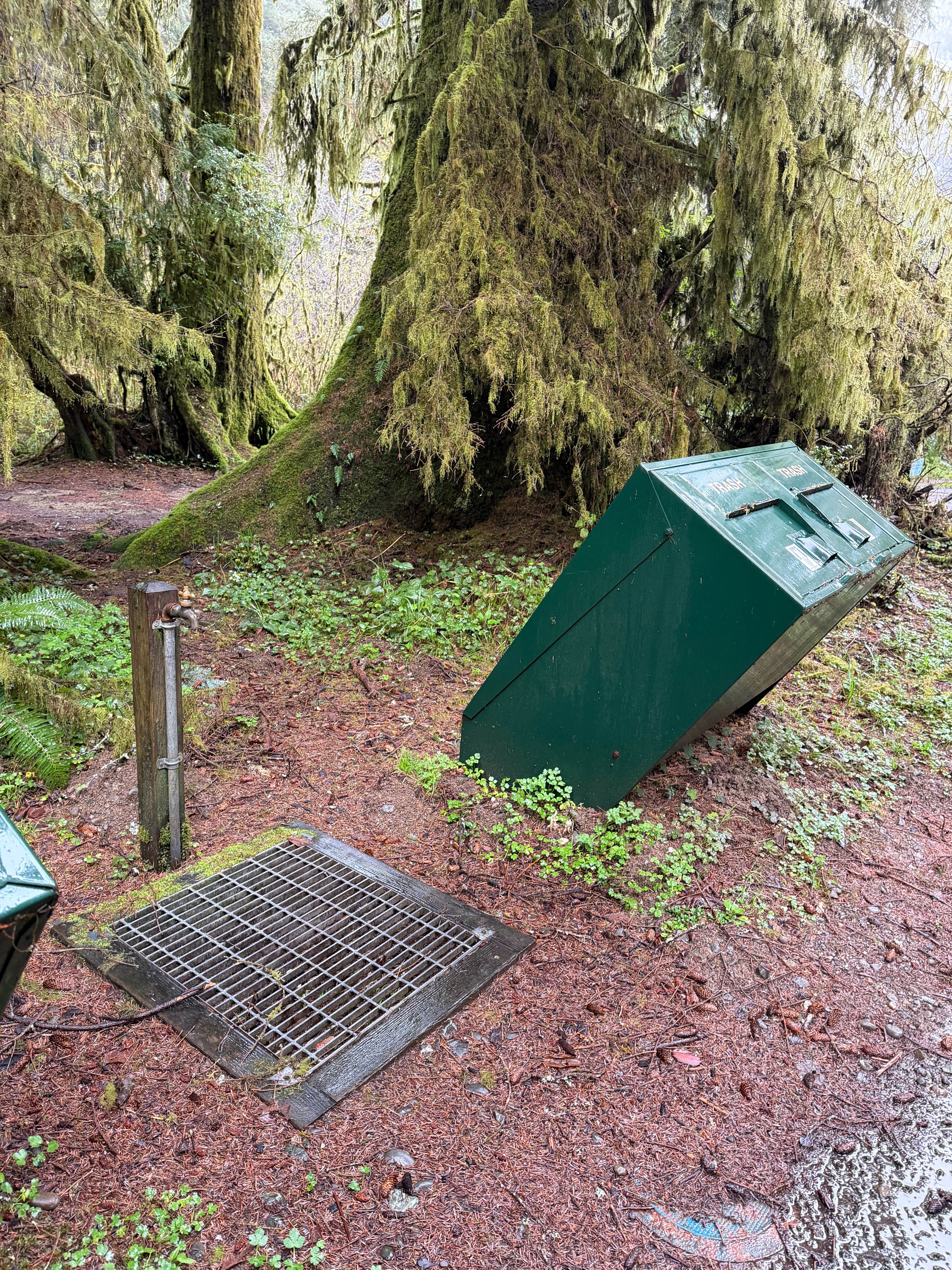 Paige P.'s photo at Elk Prairie Campground — Prairie Creek Redwoods State Park near Orick, CA