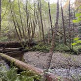 Review photo of Elk Prairie Campground — Prairie Creek Redwoods State Park by Tamara C., November 21, 2025