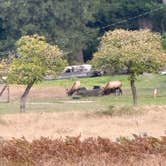 Review photo of Elk Prairie Campground — Prairie Creek Redwoods State Park by Tamara C., November 21, 2025