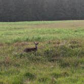 Review photo of Elk Prairie Campground — Prairie Creek Redwoods State Park by Chris C., June 6, 2025
