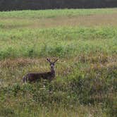 Review photo of Elk Prairie Campground — Prairie Creek Redwoods State Park by Chris C., June 6, 2025