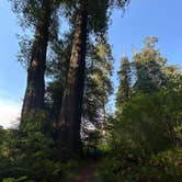 Review photo of Elk Prairie Campground — Prairie Creek Redwoods State Park by gisselle , July 10, 2025