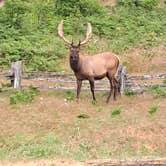 Review photo of Elk Prairie Campground — Prairie Creek Redwoods State Park by Crystal H., July 21, 2024