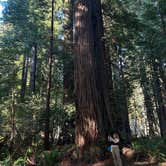 Review photo of Elk Prairie Campground — Prairie Creek Redwoods State Park by Bella H., March 21, 2024