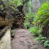 Review photo of Elk Prairie Campground — Prairie Creek Redwoods State Park by Daron C., August 17, 2026