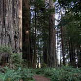 Review photo of Elk Prairie Campground — Prairie Creek Redwoods State Park by bailee , May 12, 2025