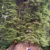Review photo of Elk Prairie Campground — Prairie Creek Redwoods State Park by Vanessa C., July 9, 2026