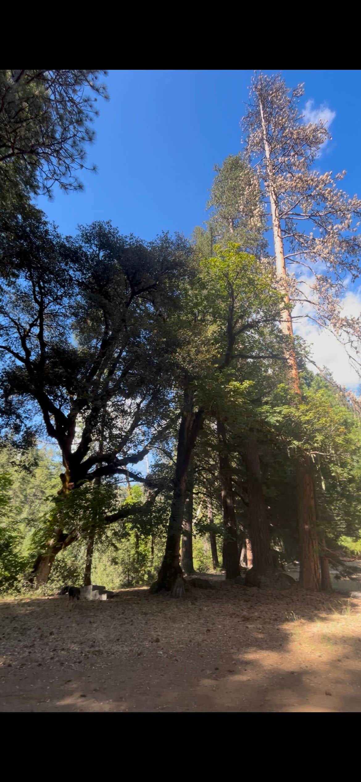 Ruby M.'s photo of camping with pets at Ripstein Campground near Lewiston, CA