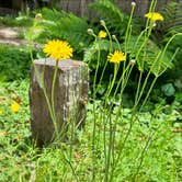 Review photo of Russian Gulch State Park Campground by B C., June 23, 2024