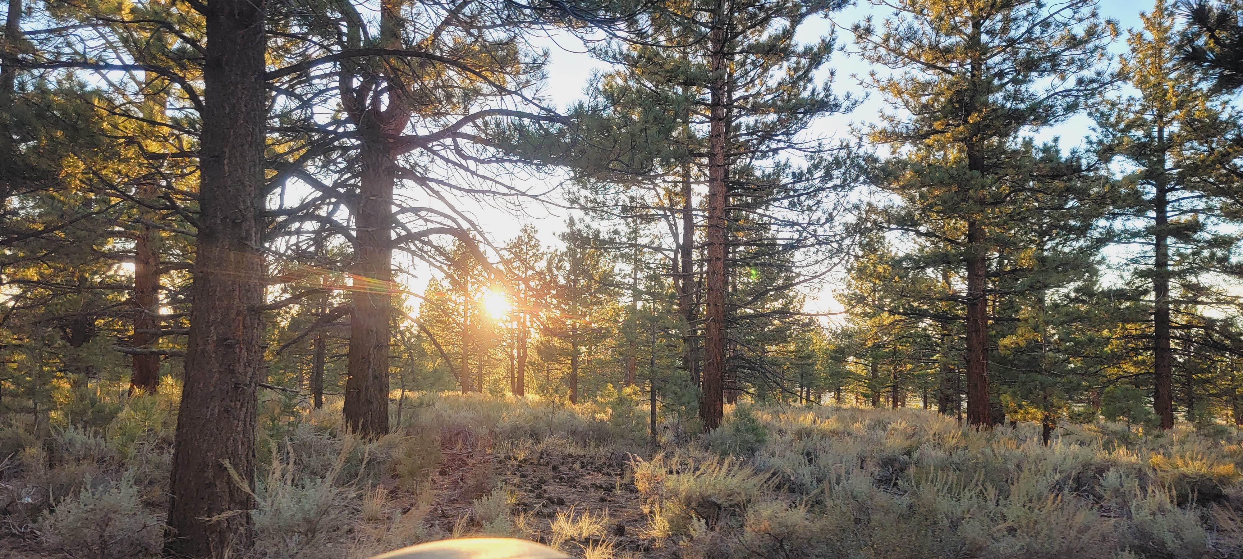 Camping near Taylor Canyon Campgorund: Sagehen Meadows Campground, June Lake, California
