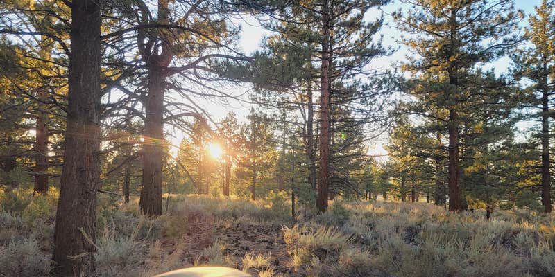 Camper submitted image from Sagehen Meadows Campground