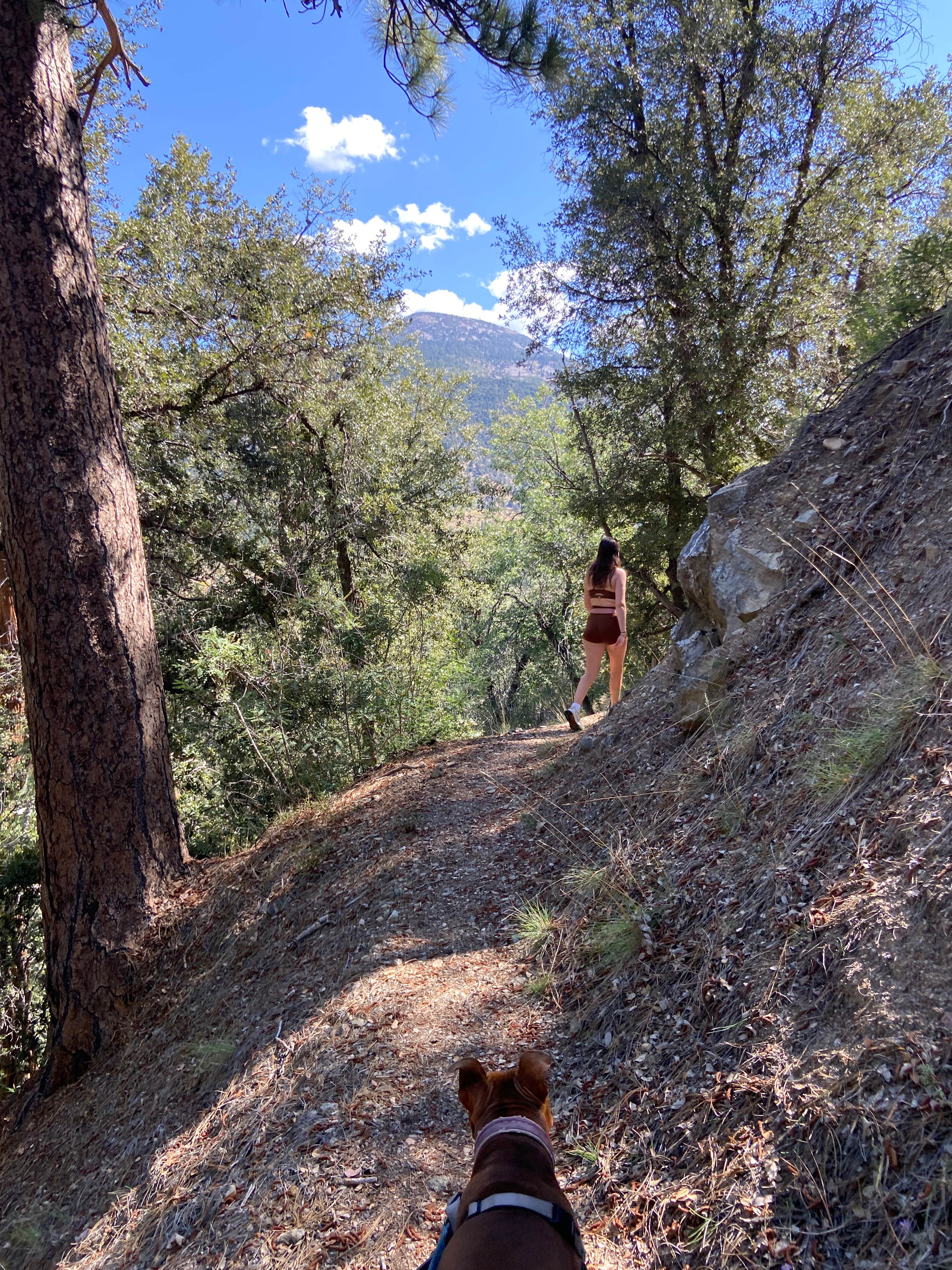 Jacob S.'s photo of camping with pets at San Gorgonio Campground near Big Bear Lake, CA