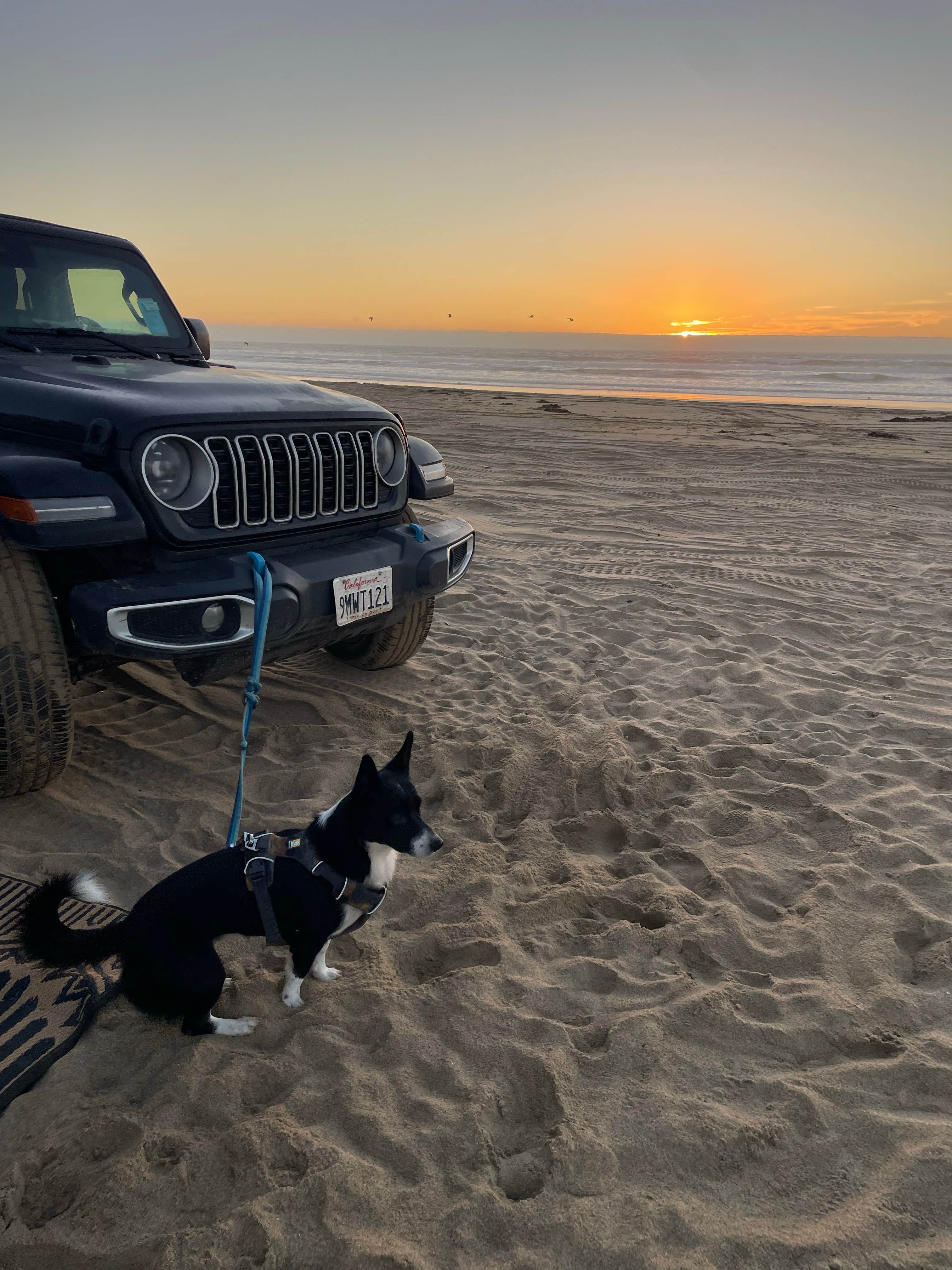 Emme B.'s photo of camping with pets at San Onofre Recreation Beach and Camping near Mission Viejo, CA