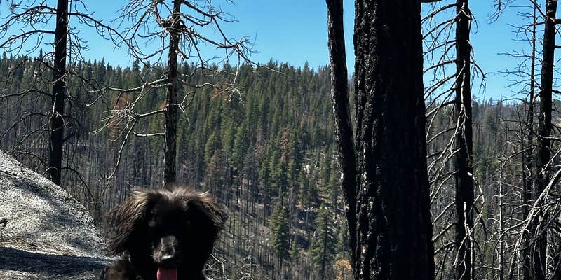 Camper submitted image from Silver Fork Campground