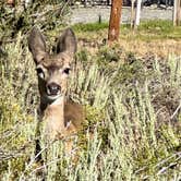 Review photo of Silver Lake Campground at June Lake by Kevin R., August 20, 2026