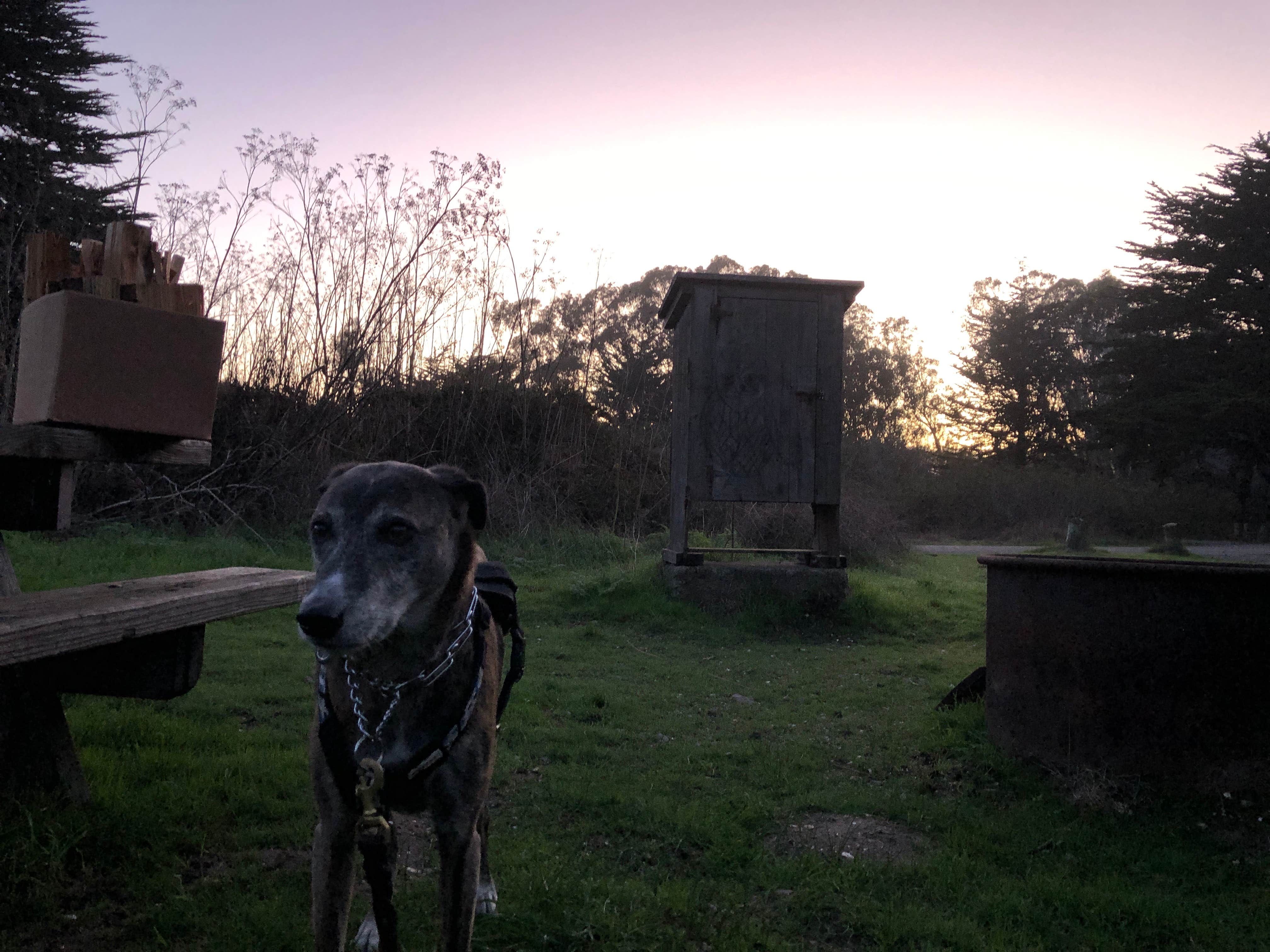 Sebastian D.'s photo of camping with pets at Bodega Dunes Campground — Sonoma Coast State Park near Calistoga, CA