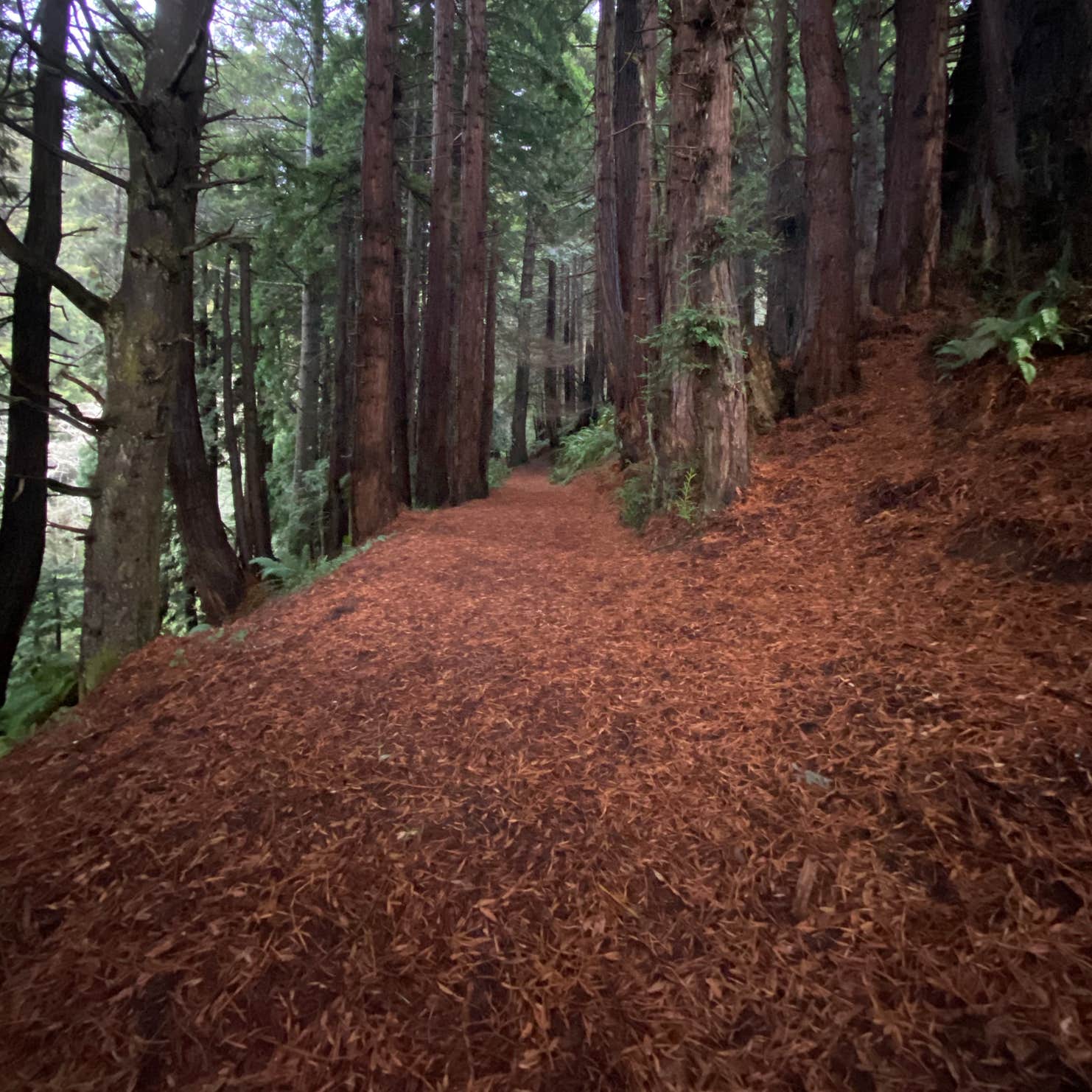 Stillwater Cove Regional Park Camping Jenner, CA